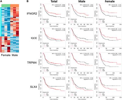 Estrogen Aggravates Tumor Growth in a Diffuse Gastric Cancer Xenograft Model